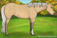 Horse Color:Silver Buckskin Frame 