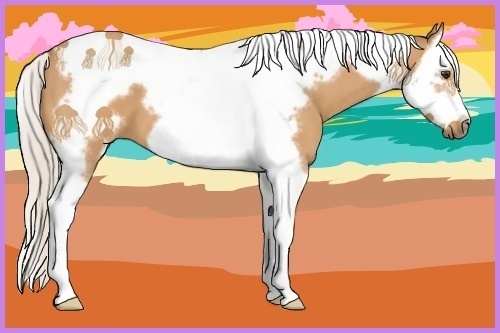 Horse Color:Silver Bay Roan Splash Tobiano Frame 