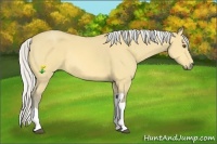 Horse Color:Silver Buckskin Dun Tobiano 