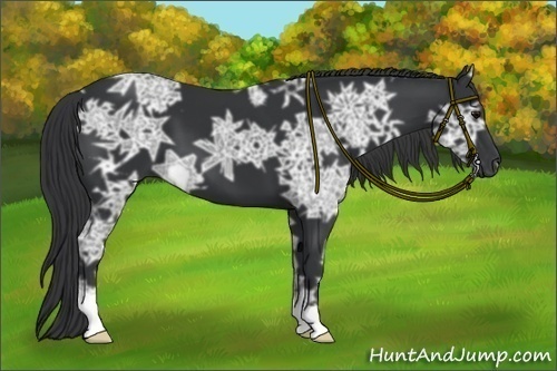 Horse Color:Black Ice