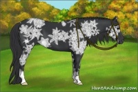Horse Color:Black Ice 