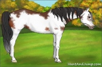 Horse Color:Bay Splash Frame