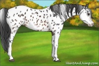 Horse Color:Brown Sabino Appaloosa
