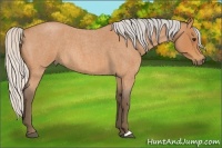 Horse Color:Silver Bay Roan 