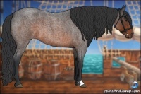 Horse Color:Brown Roan