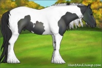 Horse Color:Black Tobiano 