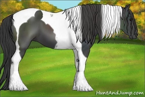 Horse Color:Smoky Black Tobiano 