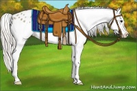 Horse Color:Silver Grullo Splash Appaloosa 