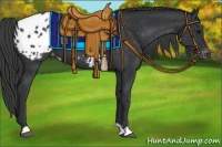 Horse Color:Black Appaloosa 