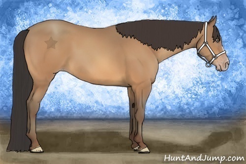Horse Color:Amber Champagne 