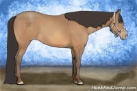 Horse Color:Amber Champagne 