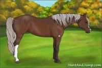 Horse Color:Silver Brown 