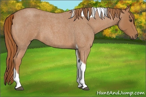 Horse Color:Red Roan Tobiano