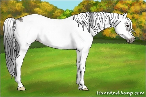 Horse Color:White Spotted Grullo Splash Frame