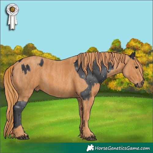 Horse Color:Brown Rabicano  Brindle