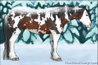Horse Color:White Spotted Brown Splash 