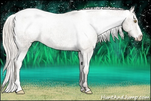 Horse Color:Silver Amber Champagne Ice Appaloosa Rabicano