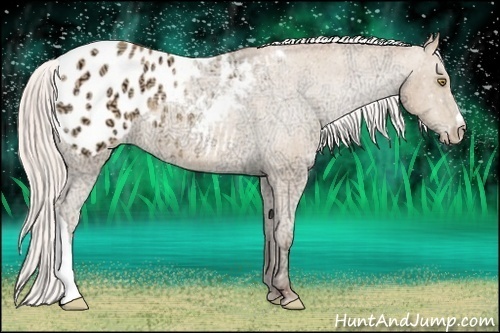 Horse Color:Silver Amber Champagne Ice Appaloosa Rabicano 