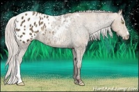 Horse Color:Silver Amber Champagne Ice Appaloosa Rabicano 