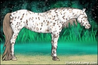 Horse Color:Gold Champagne Appaloosa  and Liver Chestnut Appaloosa 
