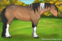 Horse Color:Buckskin Tobiano 