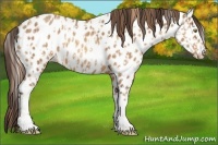 Horse Color:Gold Champagne Appaloosa  and Amber Champagne Appaloosa 