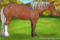 Horse Color:Silver Bay Appaloosa 