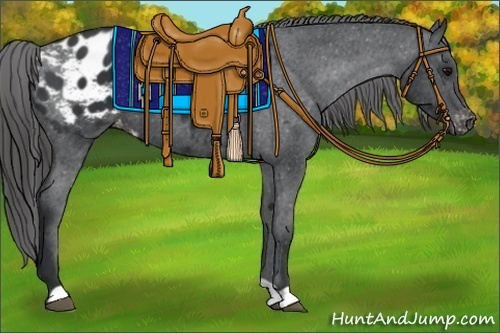 Horse Color:Black Appaloosa 