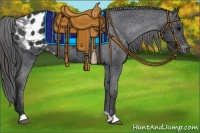 Horse Color:Black Appaloosa