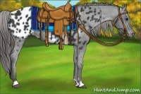 Horse Color:Black Appaloosa 