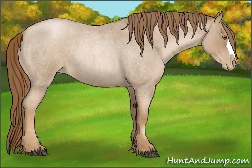 Horse Color:Liver Red Roan Pearl