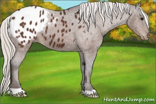 Horse Color:Silver Bay Appaloosa 