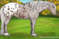 Horse Color:Silver Bay Appaloosa