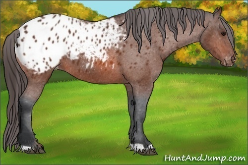 Horse Color:Bay Appaloosa 