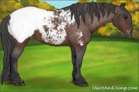 Horse Color:Bay Appaloosa 
