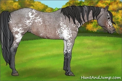 Horse Color:White Spotted Bay Ice Roan 