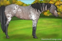 Horse Color:White Spotted Bay Ice Roan