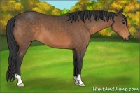 Horse Color:Buckskin 