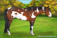 Horse Color:White Spotted Bay Frame