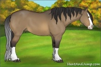 Horse Color:Bay Dun Splash 