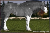 Horse Color:Black Sabino 