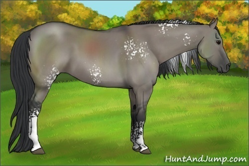 Horse Color:White Spotted Grullo 
