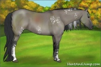 Horse Color:White Spotted Grullo