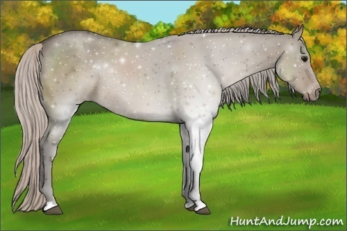 Horse Color:Silver Grullo Sabino Rabicano