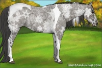 Horse Color:Smoky Grullo Ice Roan Tobiano Rabicano 