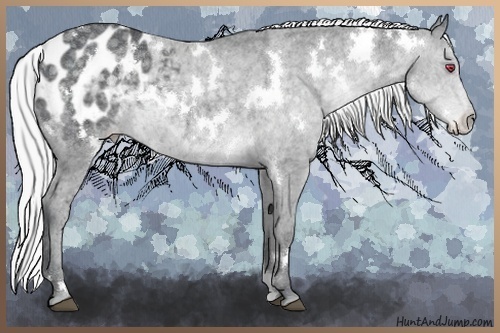 Horse Color:White Spotted Silver Black Chinchilla Ice Appaloosa 