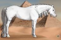 Horse Color:White Spotted Brown Leopard