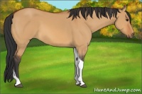 Horse Color:Bay Dun Tobiano 