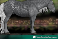 Horse Color:Silver Black Chinchilla 
