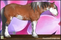 Horse Color:Bay Sabino 